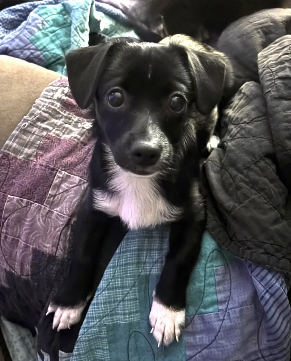 Elsa