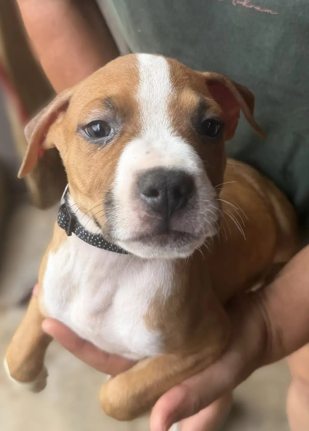 Eli