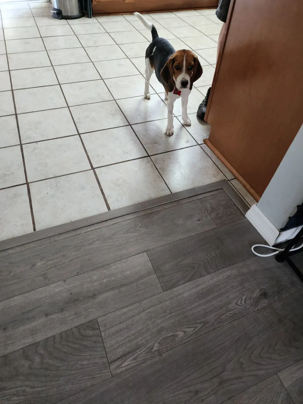 Sophia Sniffs