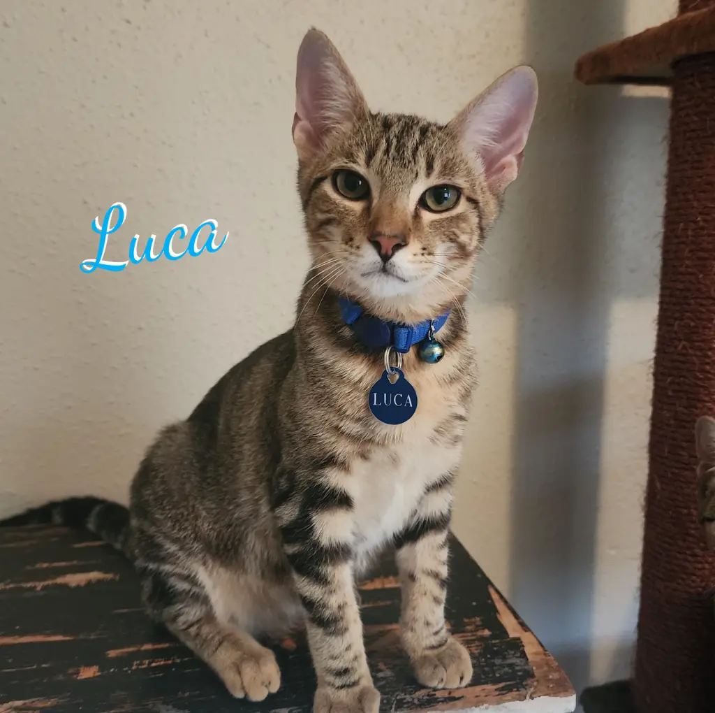 Luca #attic-bunch