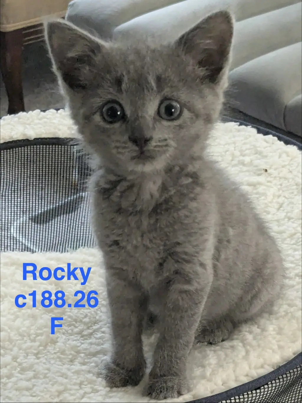 Foster Rocky