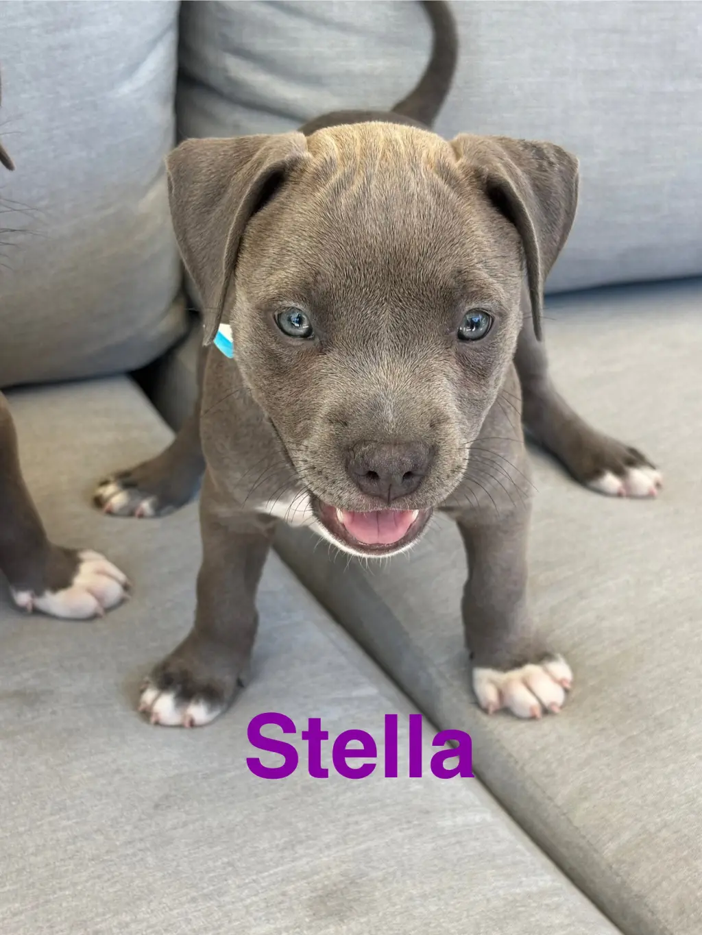 Dolly’s Dreamers - Stella