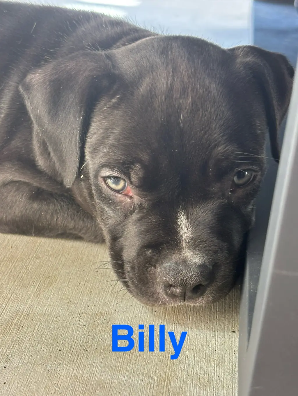 Dolly’s Dreamers - Billy