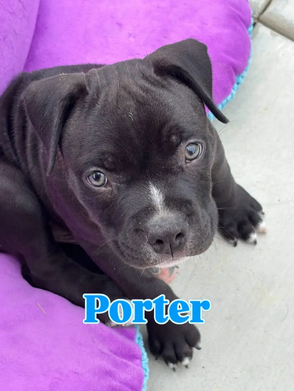 Dolly’s Dreamers - Porter