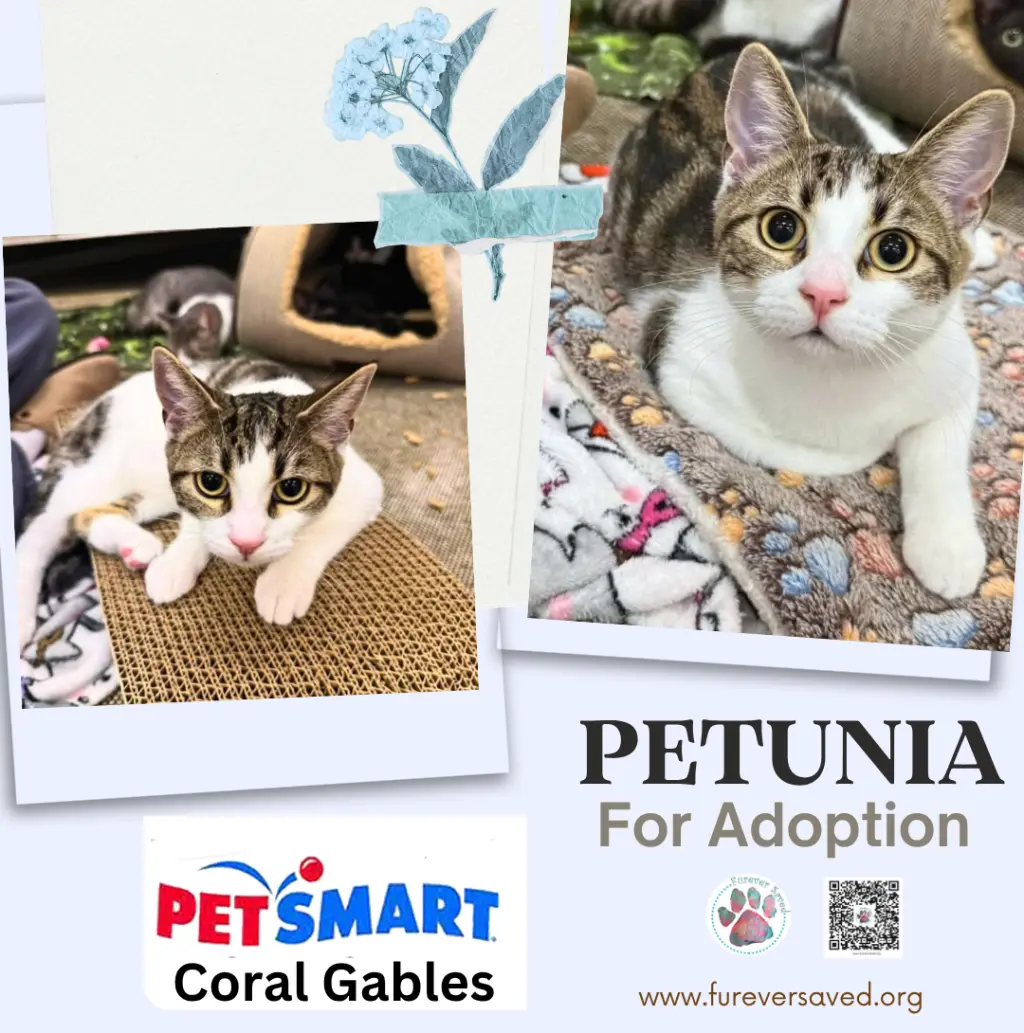 Petunia