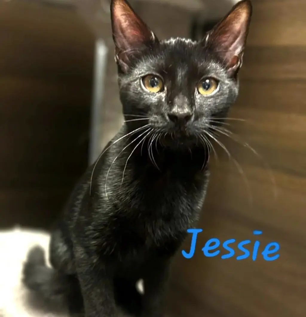 Jessie