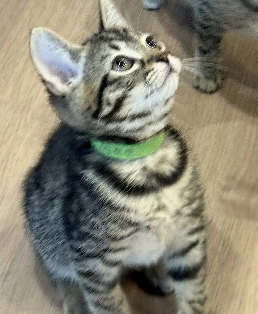 mae