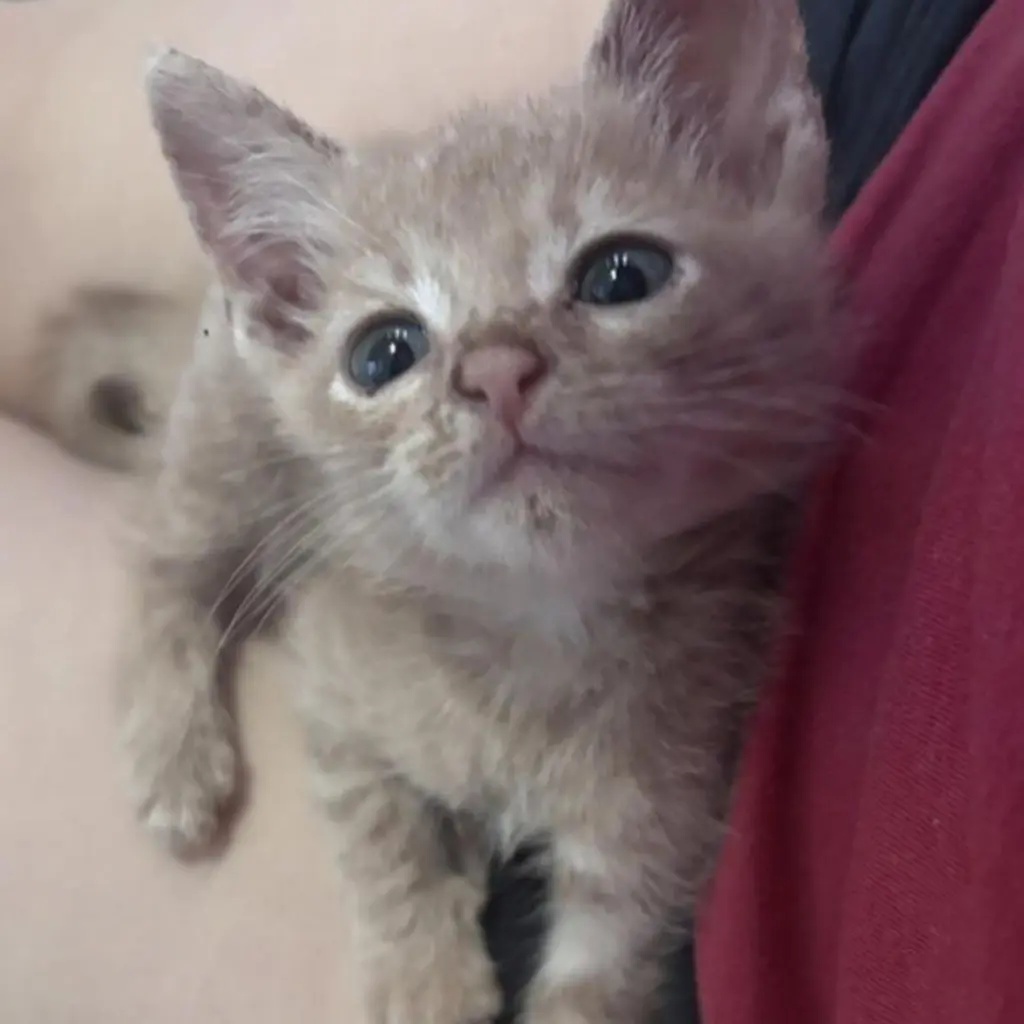 OLLIE