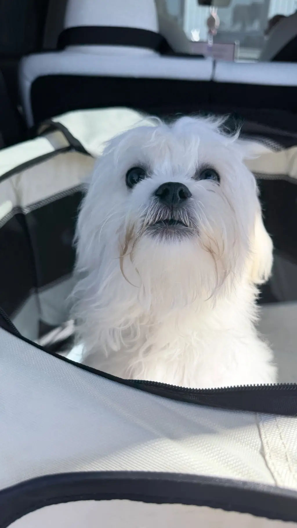Winston
