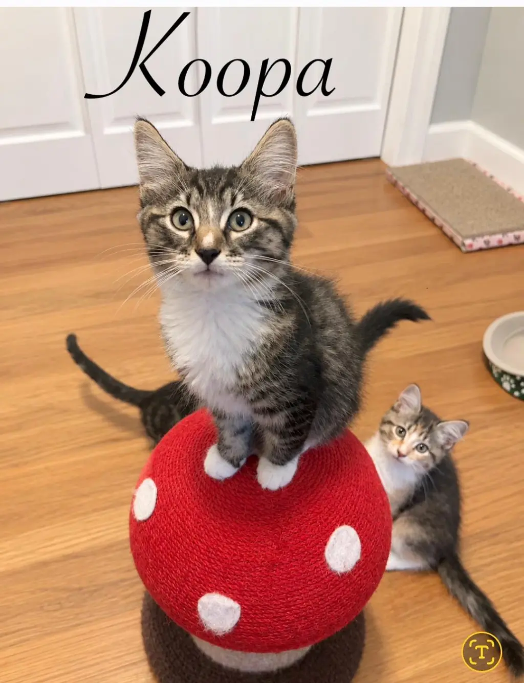 Koopa