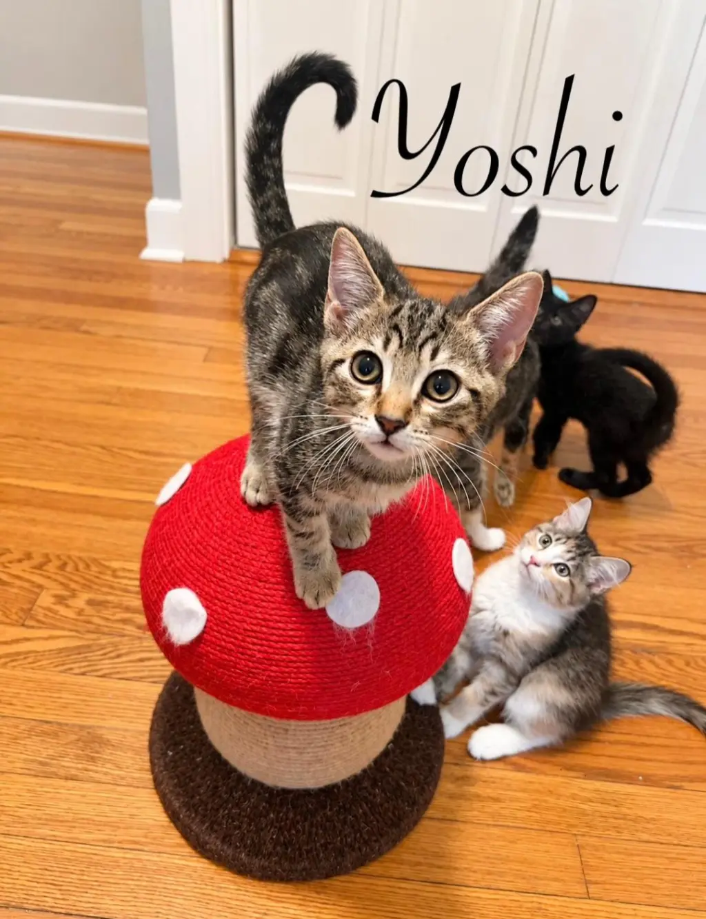 Yoshi