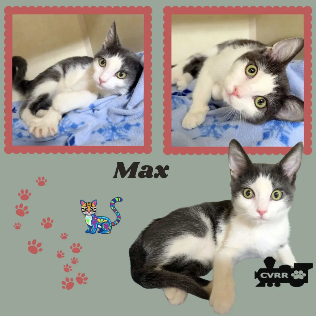 Max (Kittten)
