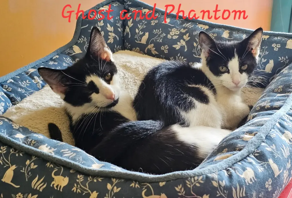 Phantom
