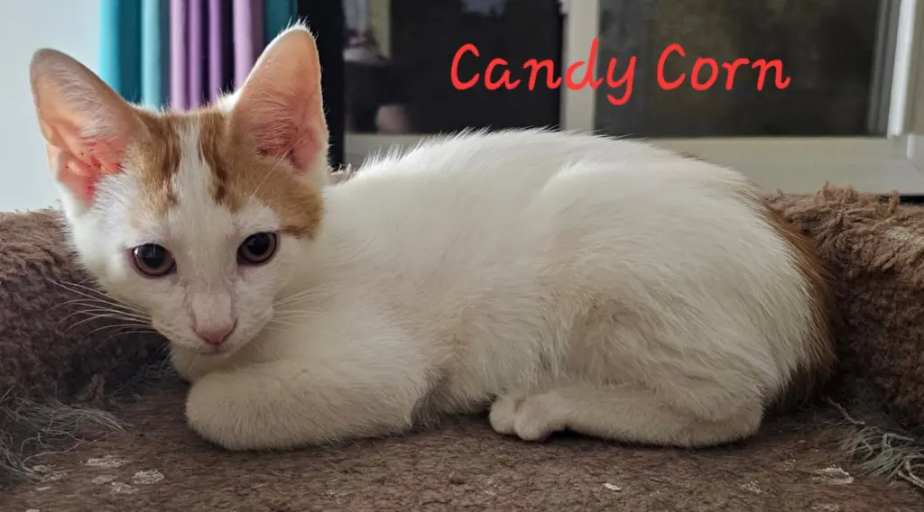 Candy Corn