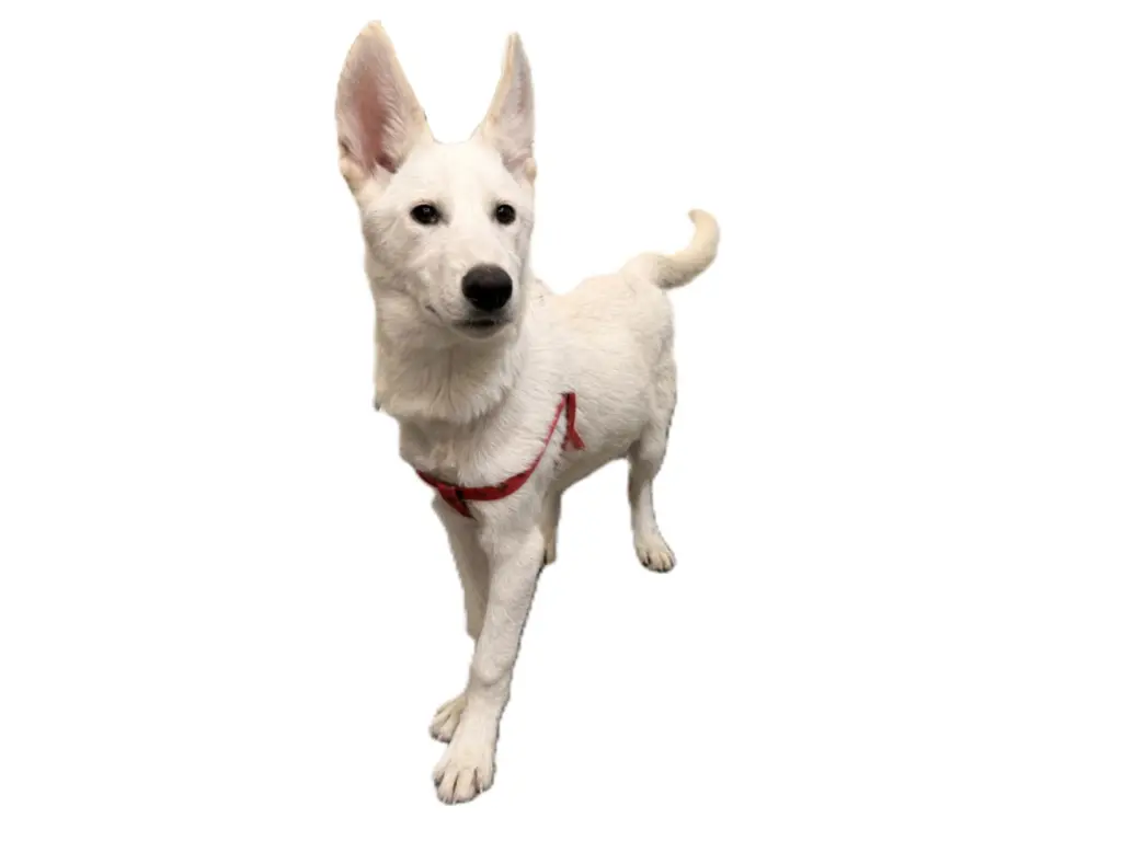 BOLT