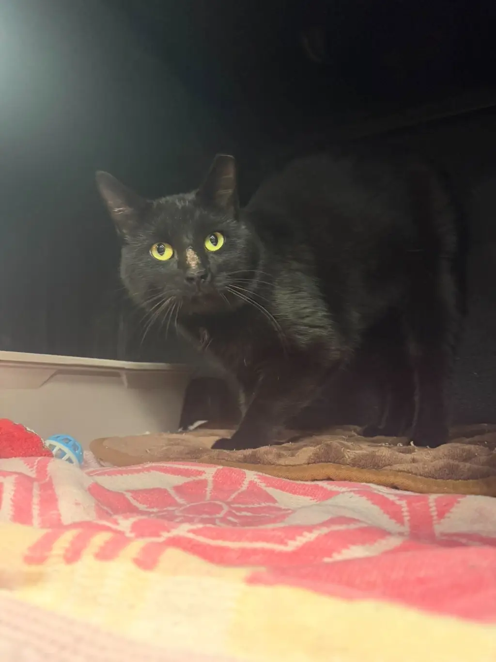 Ravenpaw