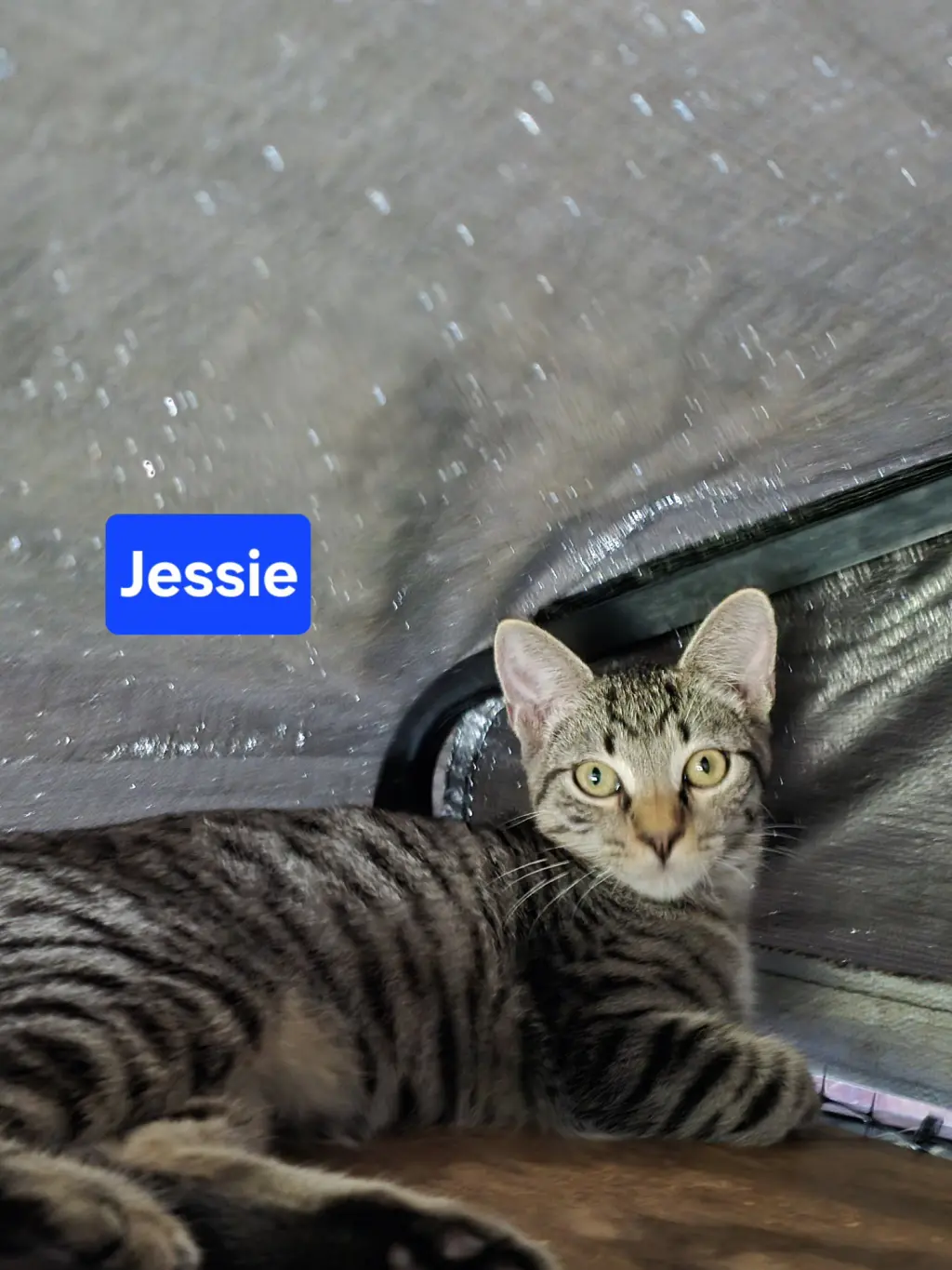 Jessie 6mo (AVA 10/14)