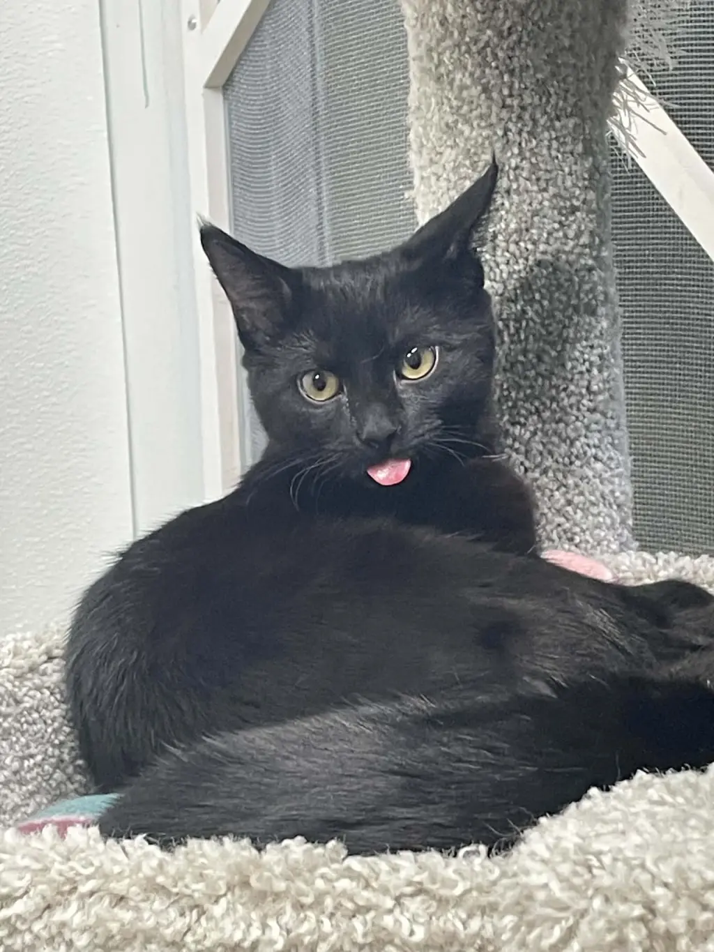 Lyra
