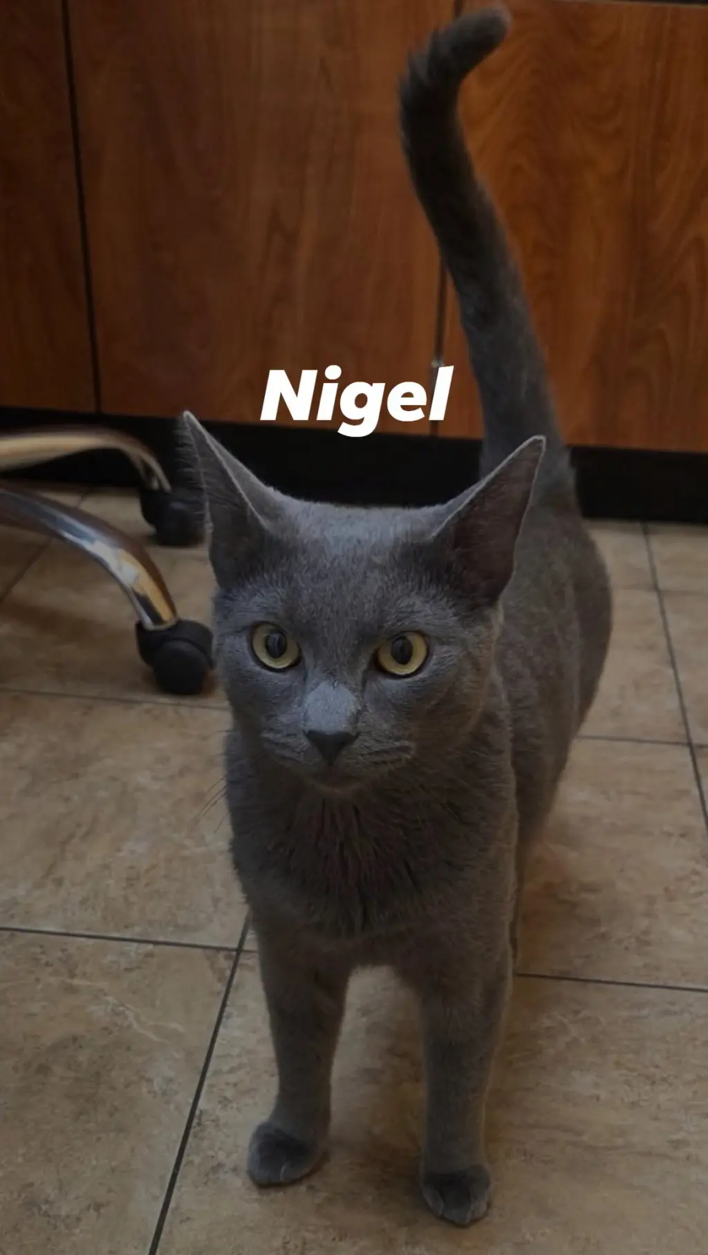 Nigel