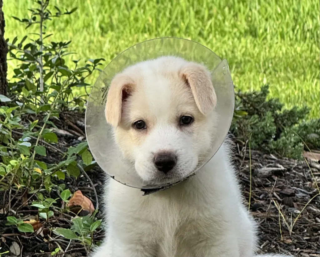 Ranger