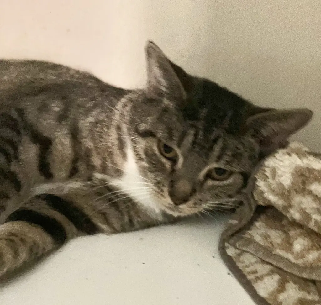 Gia