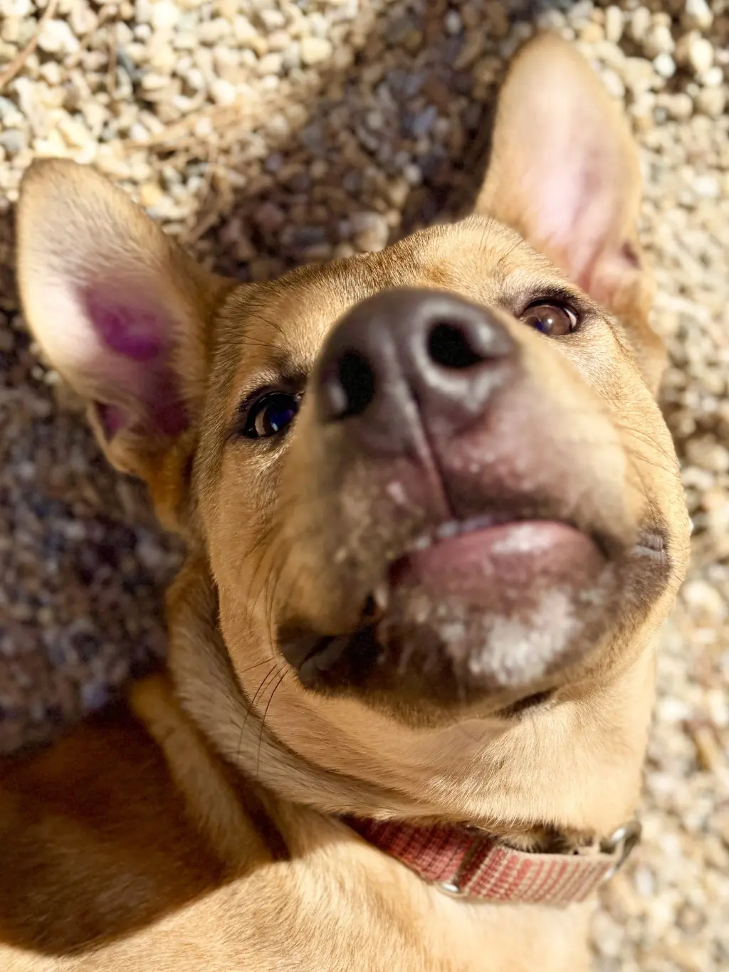 Roo