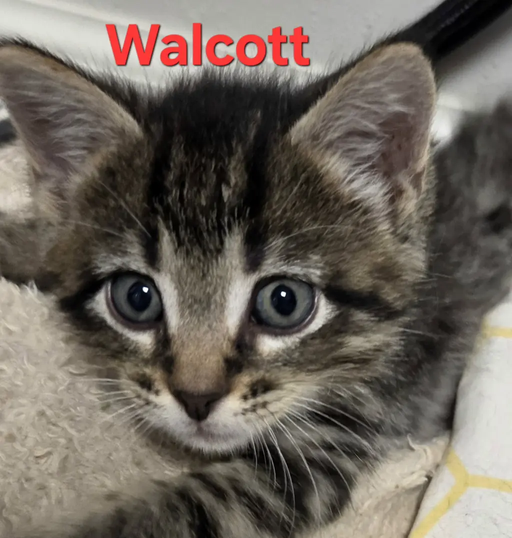 Walcott (Available 11/06/26)