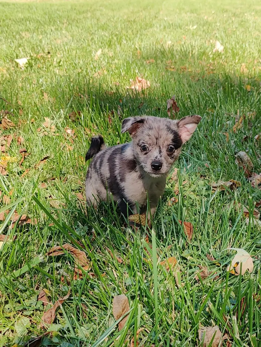 Toto