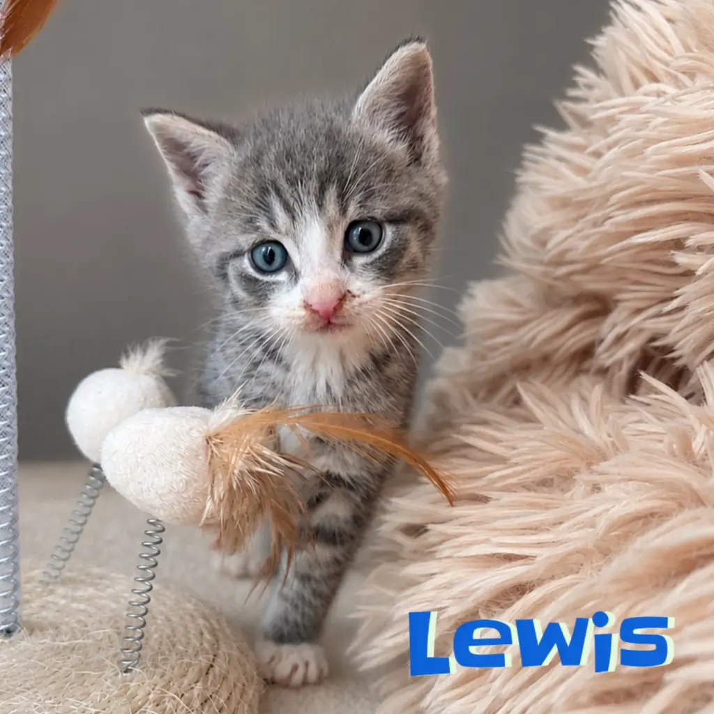 Lewis (bonded with Clark)