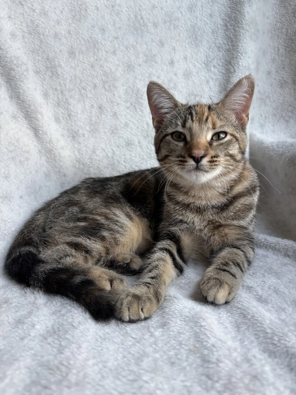 Eralia