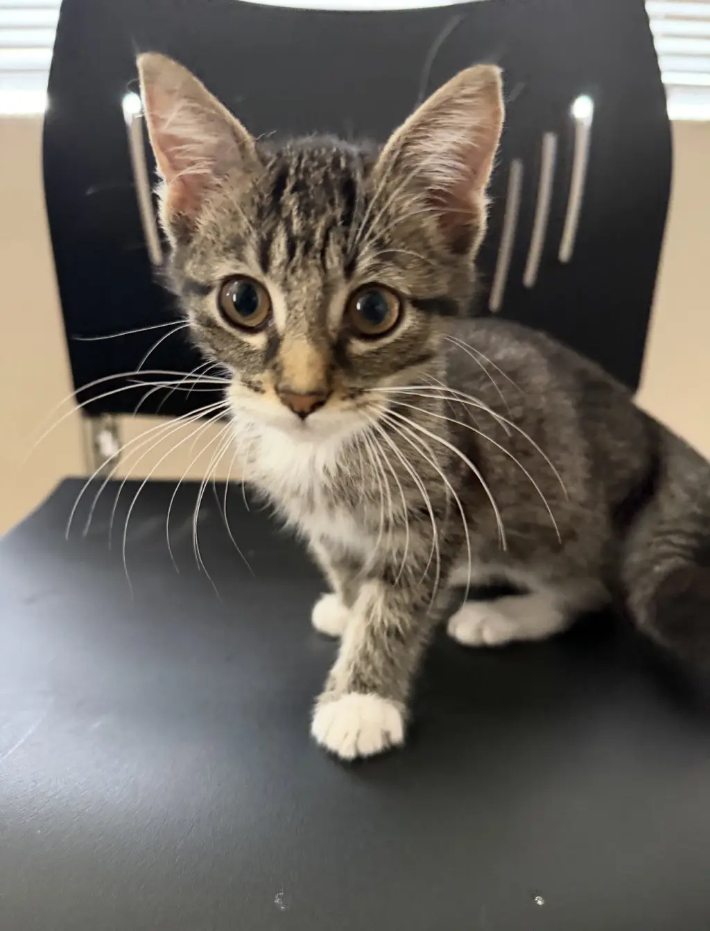 Rita (must be adopted with Jennifer)