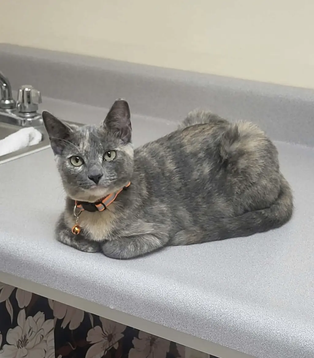 Luna
