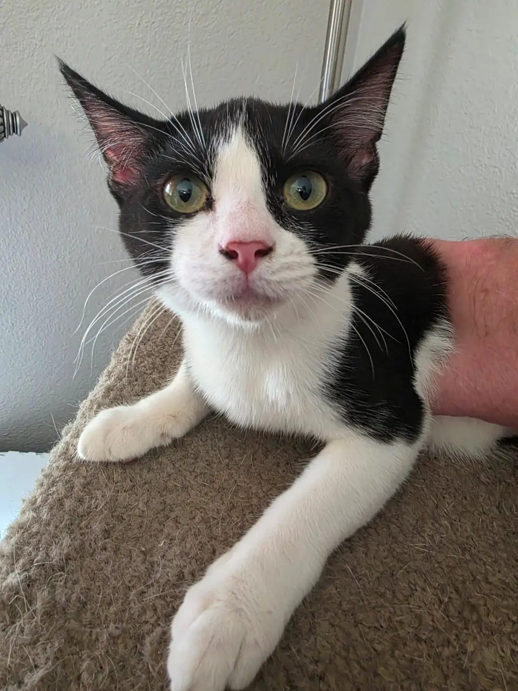 Figaro