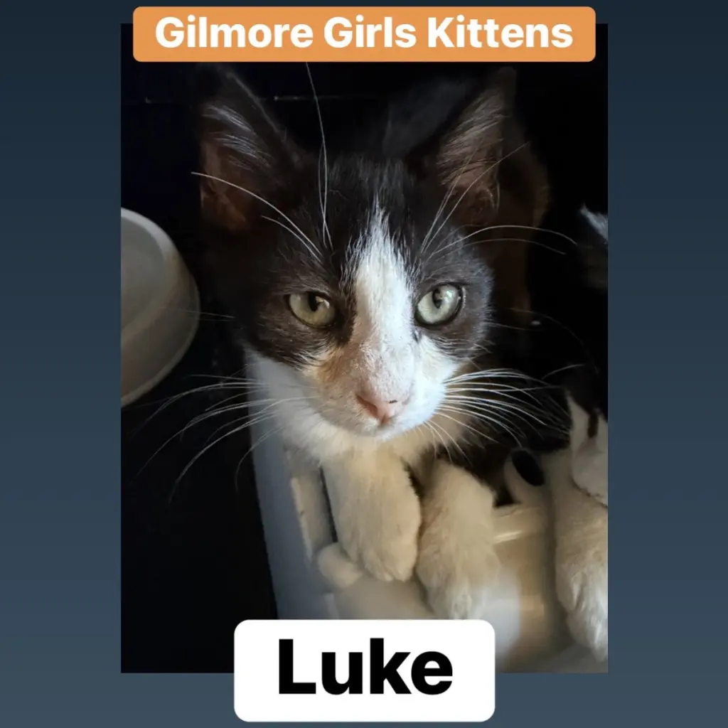Luke