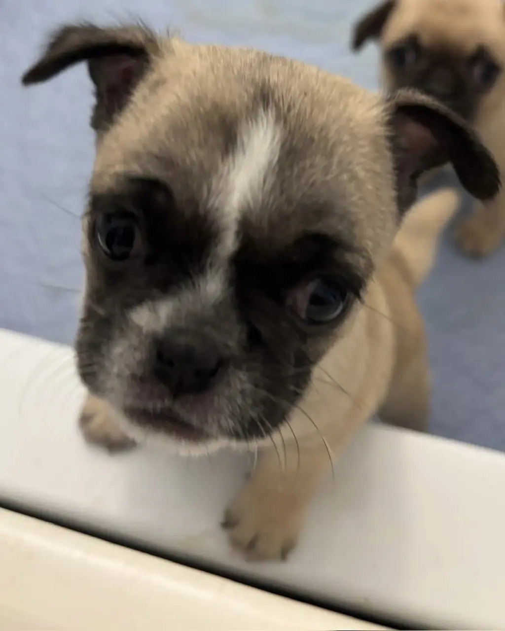 Ella