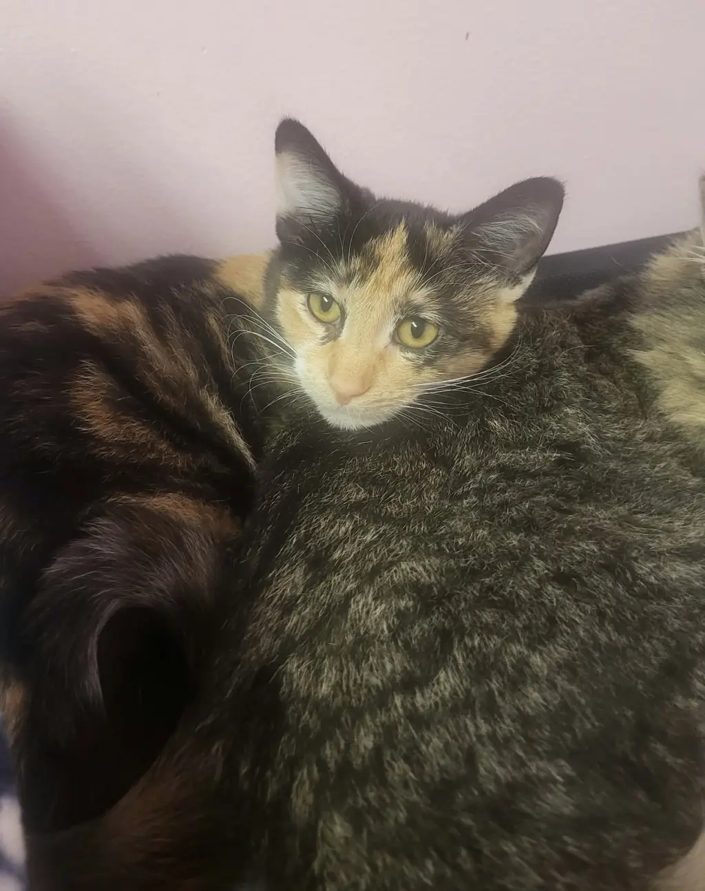 Audrey