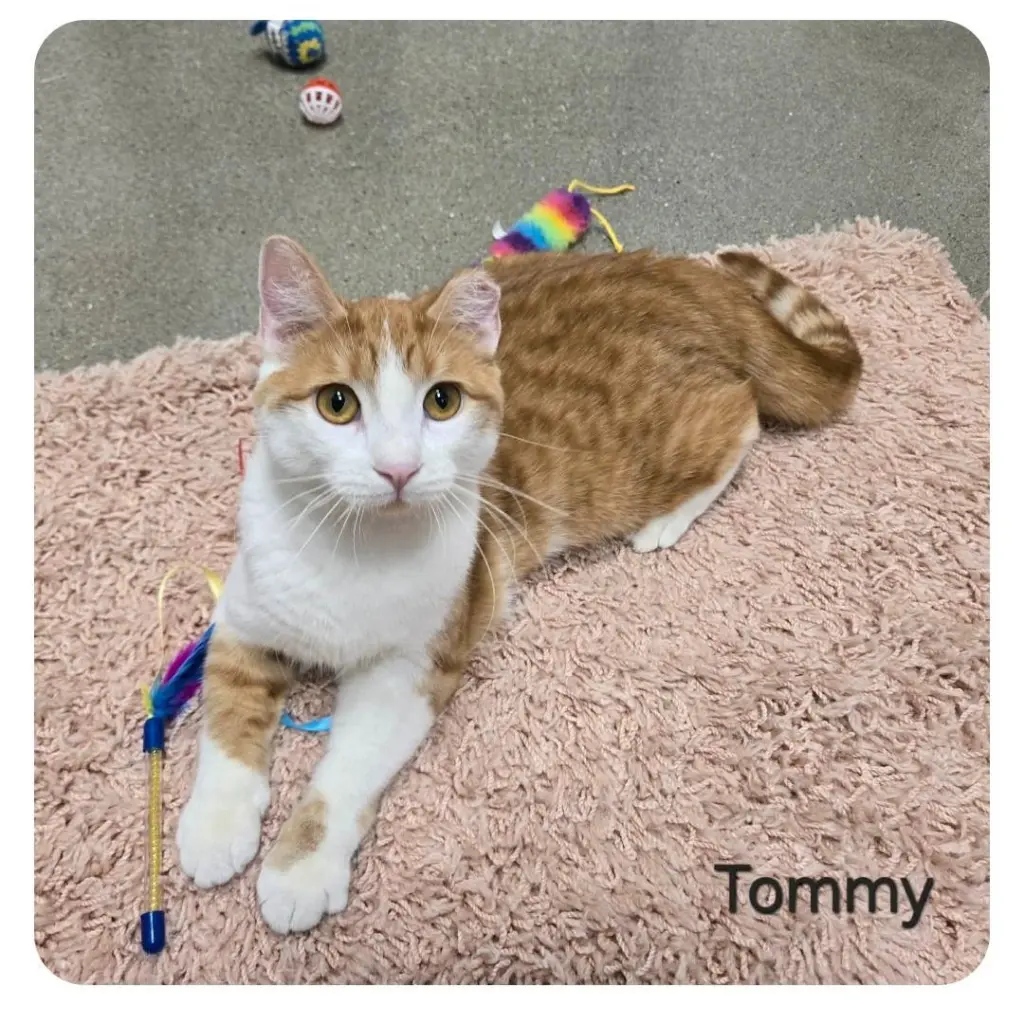 Tommy
