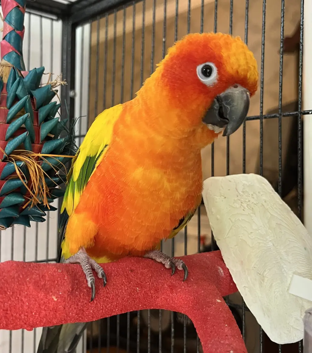 Mango