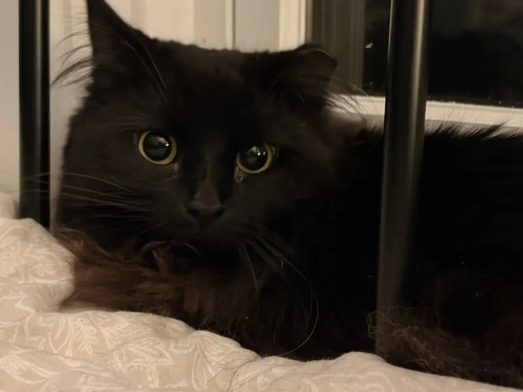 Circe (chirpy, fluffy, loving)