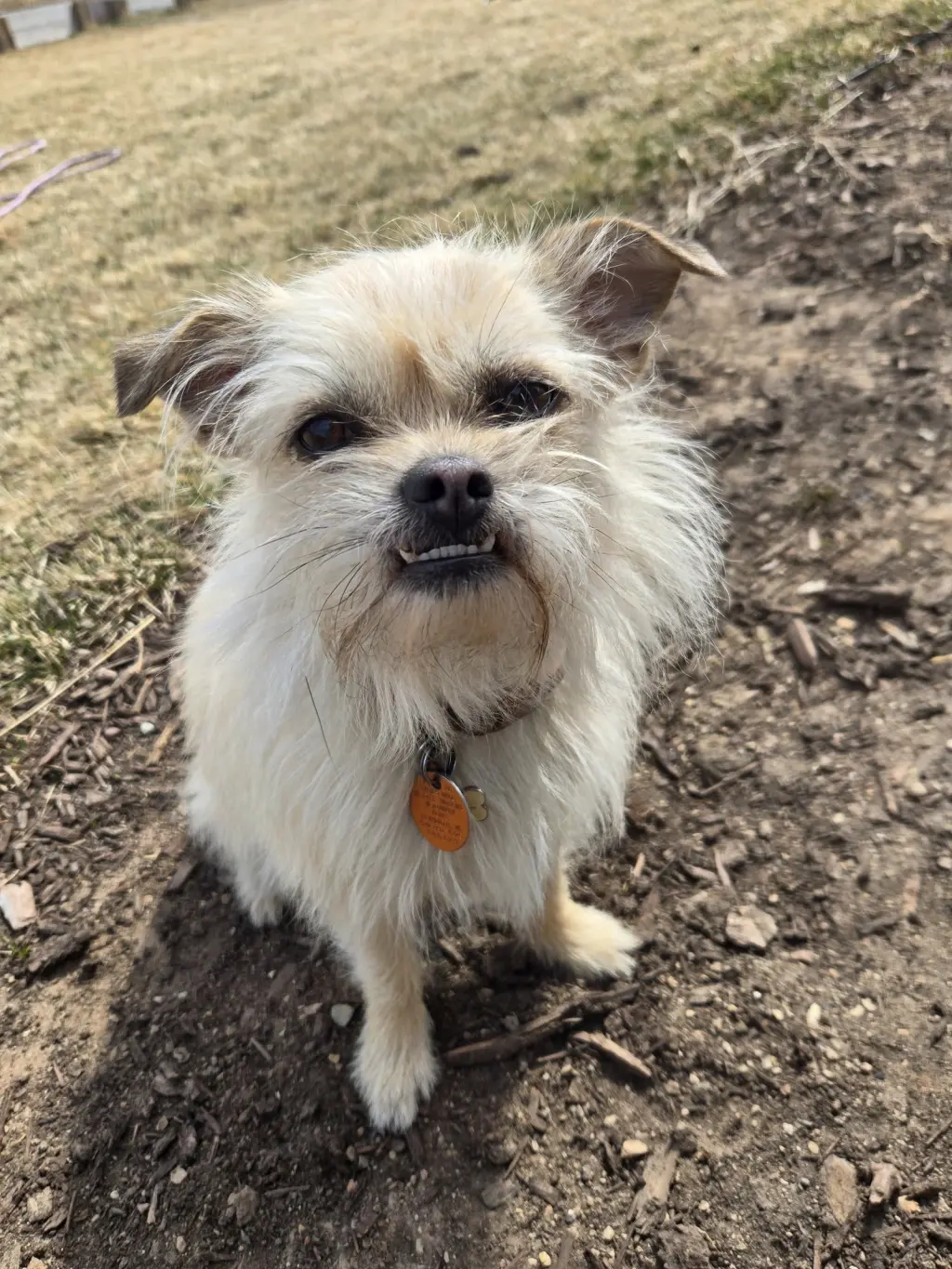 Hazel