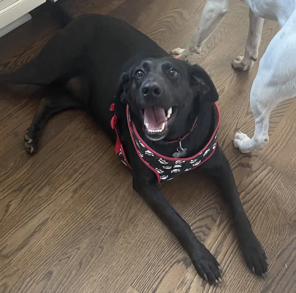 Maggie Moo