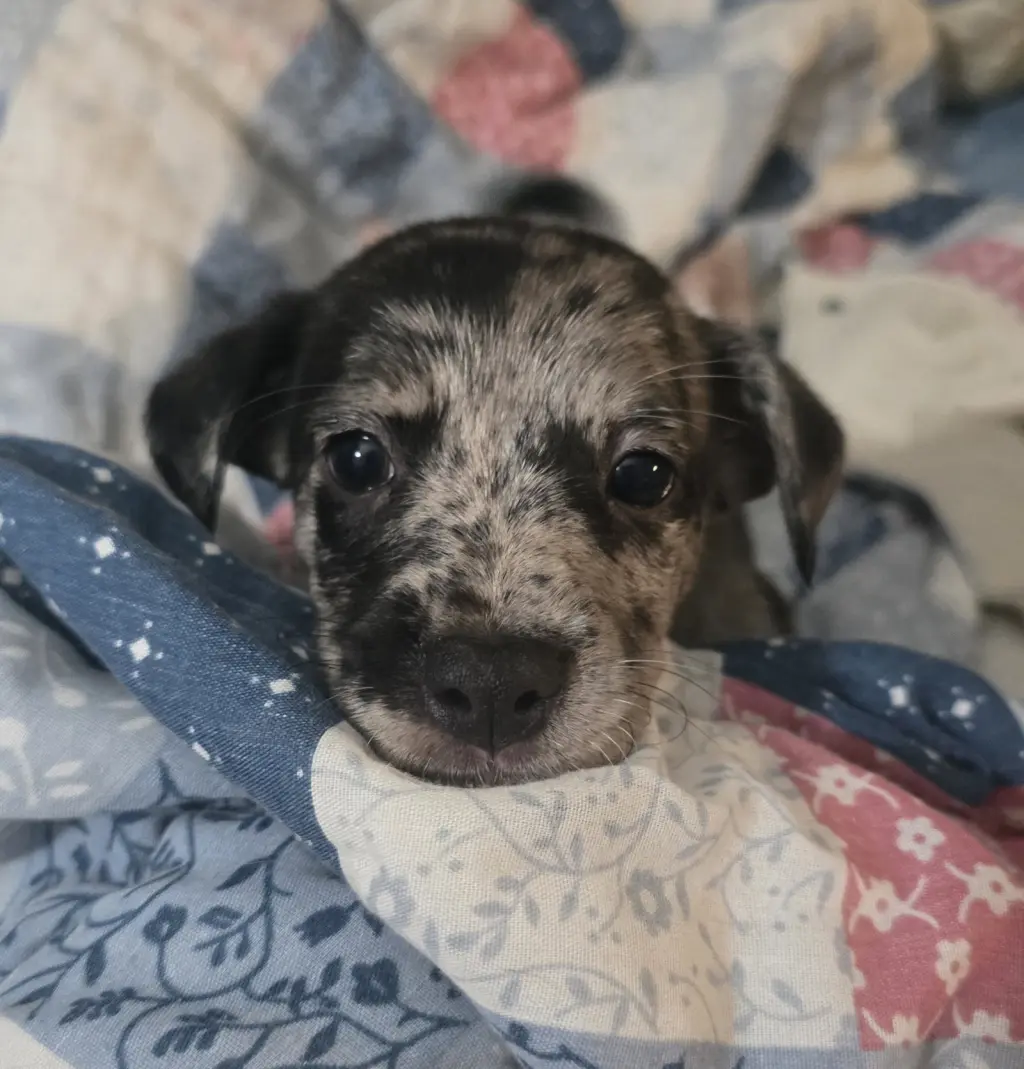 Alfie- the A Litter