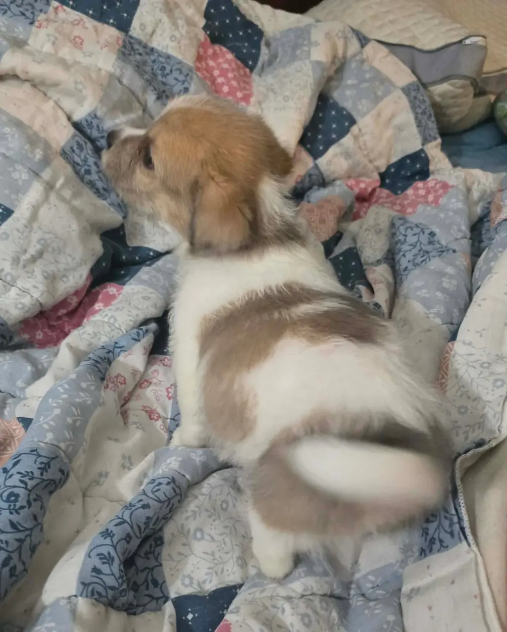 Avani- the A Litter