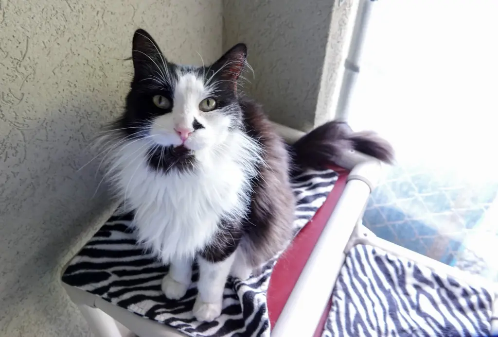Pedro