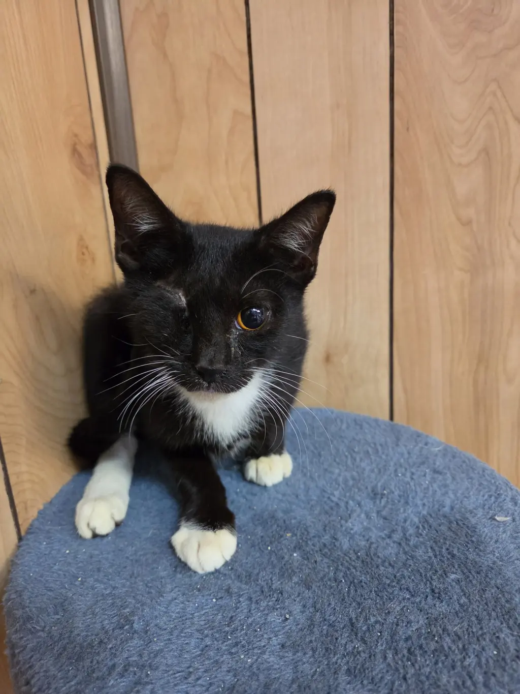 Butch 6.9.26 (Med-Waiver)