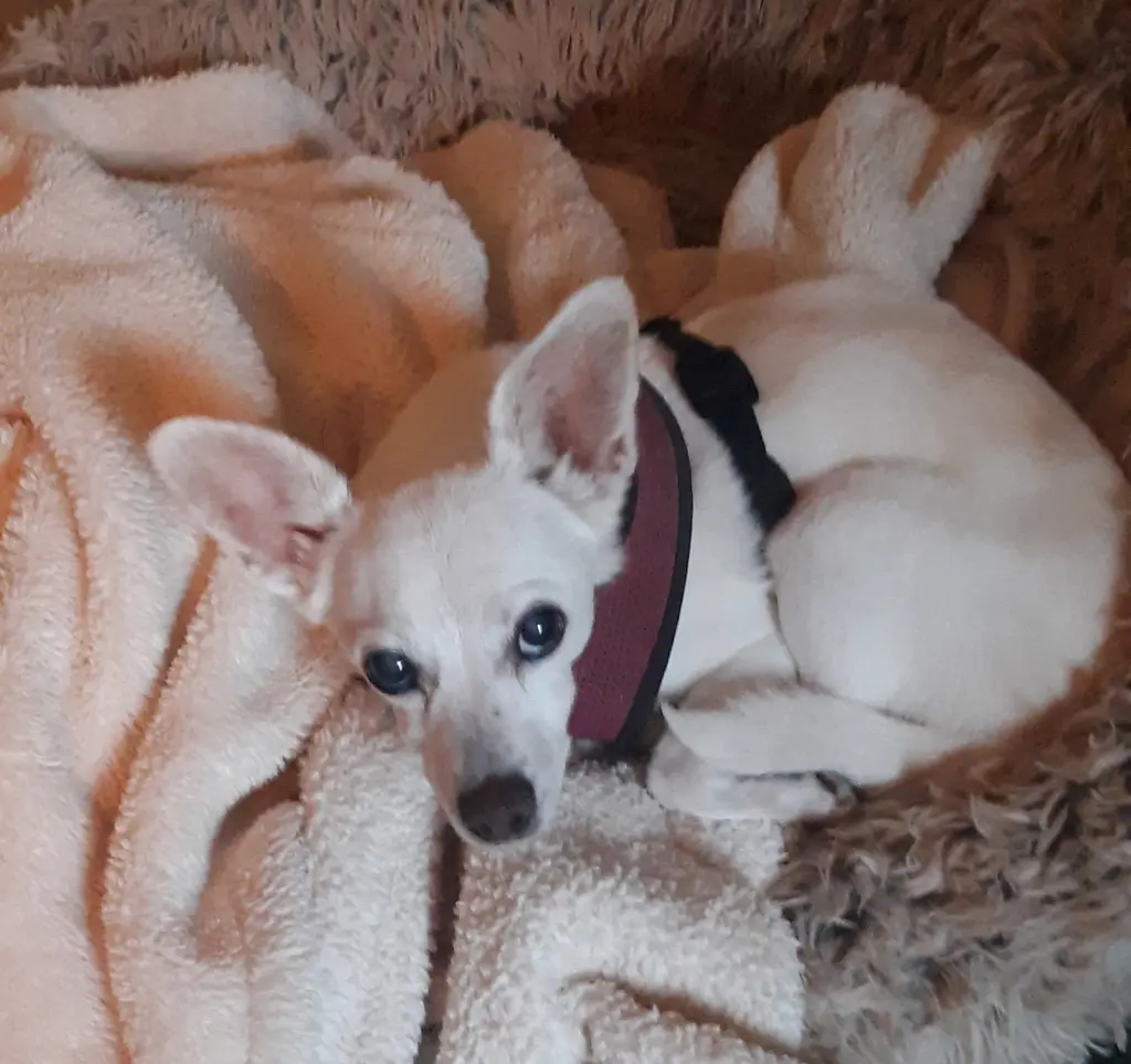 Lizzy - sweet, sweet senior