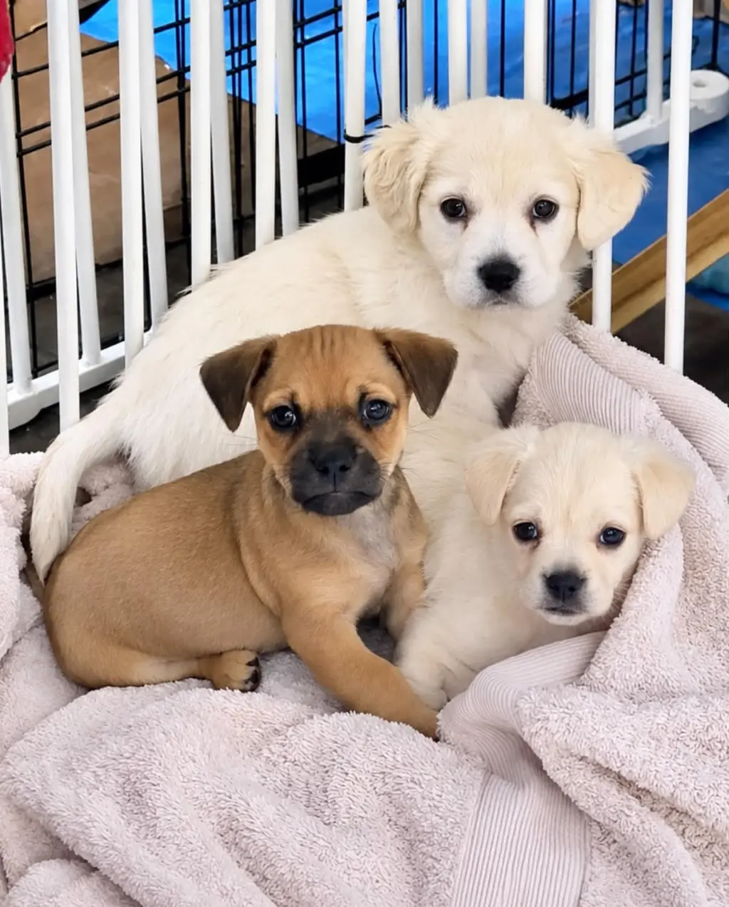 Lola's pups