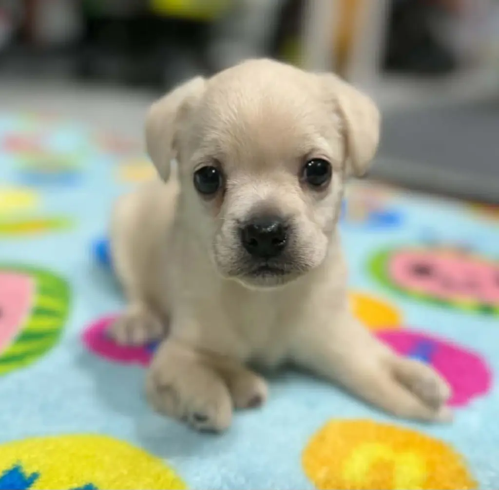 Sebastian