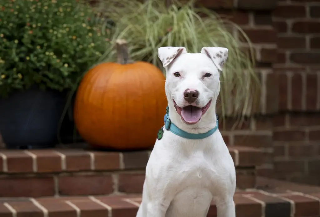 Ziggy