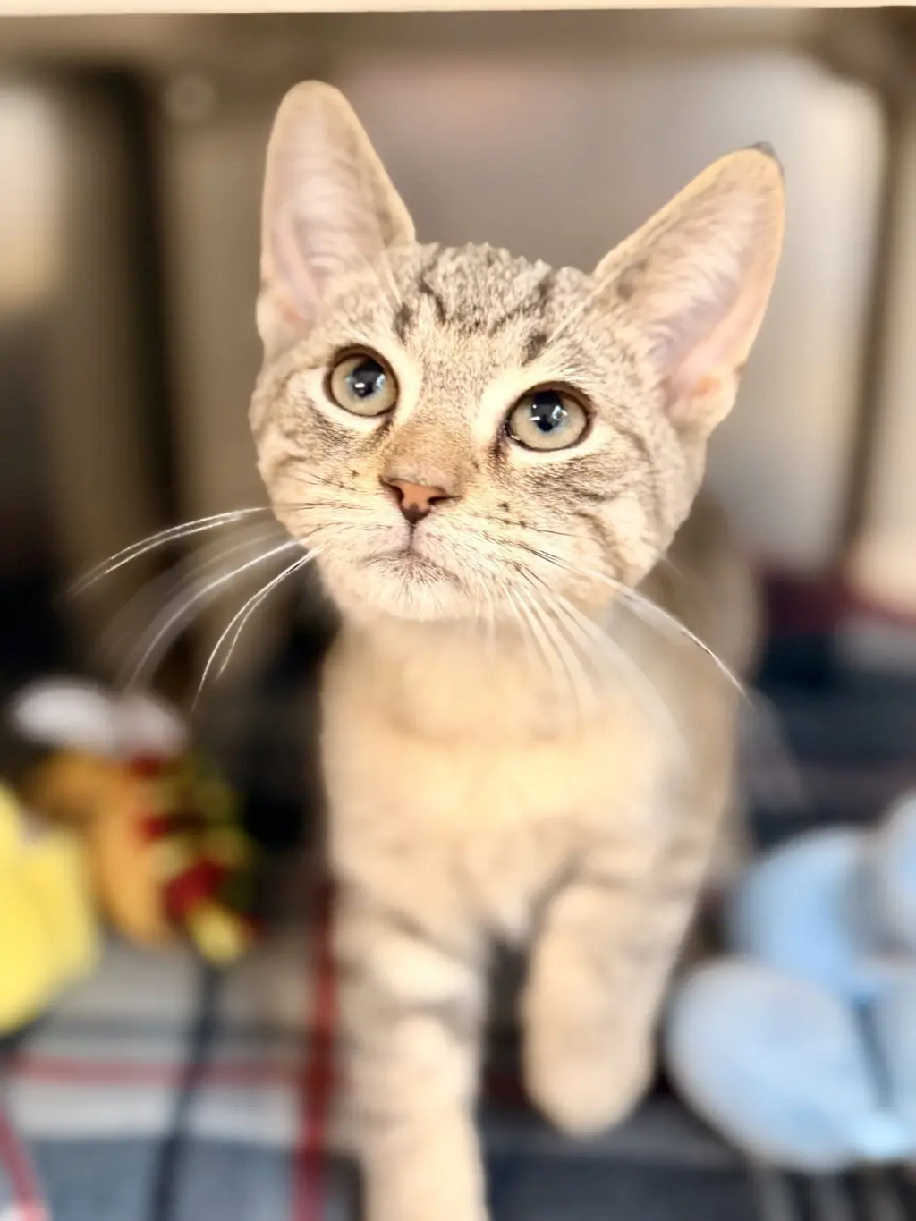 Echo